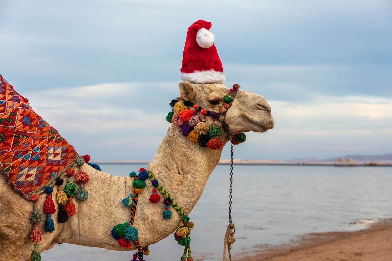 Camel in santa claus hat in christmas in Egypt, Christmas in Egypt
